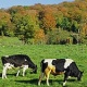 Η ασθένεια των τρελών αγελάδων: Βασικά σημεία που πρέπει να γνωρίζετε