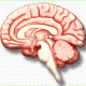 Εγκεφαλίτιδα: Σημεία και συμπτώματα