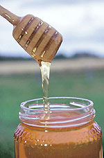 Το μέλι μπορεί να αποστειρώνει μολυσμένες πληγές και να επιταχύνει την ίαση τους