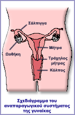 Σχεδιάγραμμα του αναπαραγωγικού συστήματος της γυναίκας