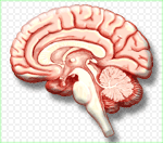 Η εγκεφαλίτιδα οφείλεται σε προσβολή του εγκεφάλου από μολυσματικό παράγοντα ή από επηρεασμό του εγκεφάλου από αντίδραση του ανσοποιητικού συστήματος μετά από λοίμωξη σε άλλο μέρος του σώματος 