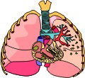 Σχηματική απεικόνιση του θώρακα με τους πνεύμονες και την καρδία.