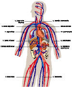 Σχεδιάγραμμα του αγγειακού κυκλοφορικού συστήματος