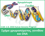 Σχήμα χρωμοσώματος, γονιδίου και DNA