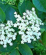 Άνθη από σαμπούκο ή ζαμπούκο (κουφοξυλιά, αφροξυλιά) που είναι βότανο με ενδιαφέρουσες ιδιότητες. 