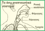 Το άνω αναπνευστικό σύστημα και το ροχαλητό