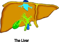 Σχηματική απεικόνιση του ήπατος.