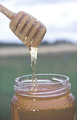 Το μέλι και βασιλικός πολτός ίσως δρουν εναντίον καρκίνου