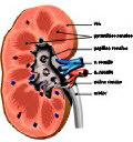 Ανατομική τομή του νεφρού.