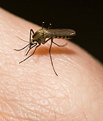 Τα κουνούπια προτιμούν να τσιμπούν μερικούς ανθρώπους συχνότερα από άλλους.