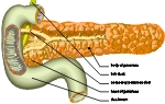 Σχεδιάγραμμα του παγκρέατος και του δωδεκαδάκτυλου.