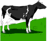 Αγελάδα που παράγει γάλα.