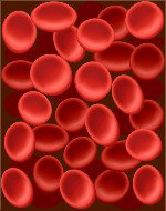 Ερυθρά αιμοσφαίρια τα οποία περιέχουν την αιμοσφαιρίνη που μεταφέρει το οξυγόνο στους ιστούς.