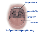 Οι αμυγδαλές και τα κρεατάκια μολύνονται εύκολα και παθαίνουν υπερτροφία